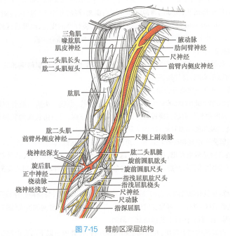 臂前区深层结构