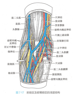 肘前区及前臂前区的浅层结构