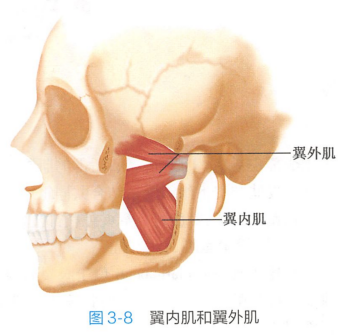 翼内肌和翼外肌