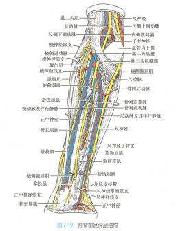 前臂前区深层结构