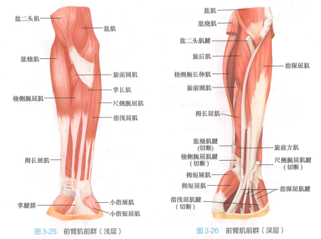 前臂肌前群（示肱二头肌）