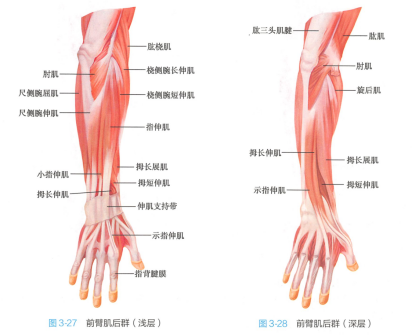前臂肌后群