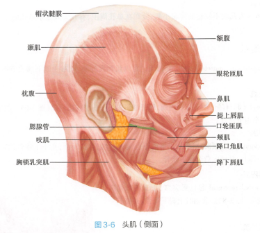 头肌（侧面）