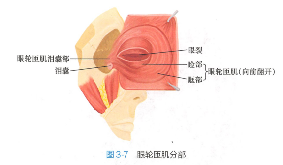 眼轮匝肌分部