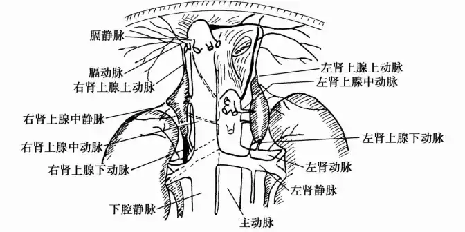 肾上腺