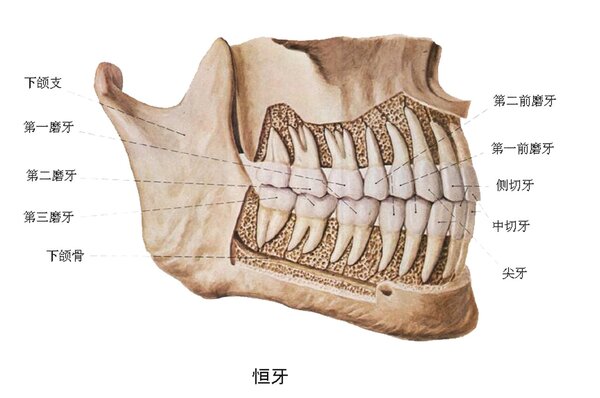 口腔溃疡引起上颌肿痛