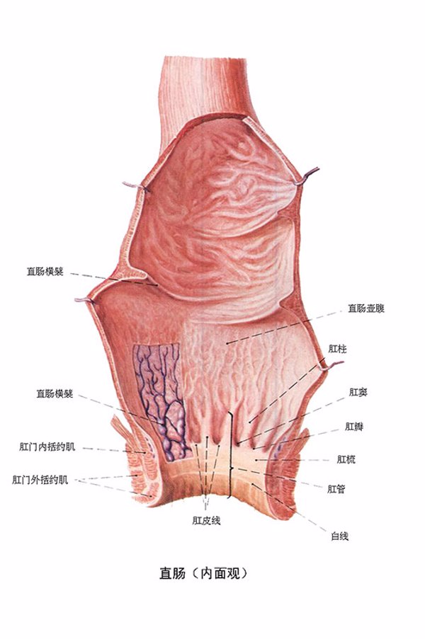 大便硬拉后阴道出血