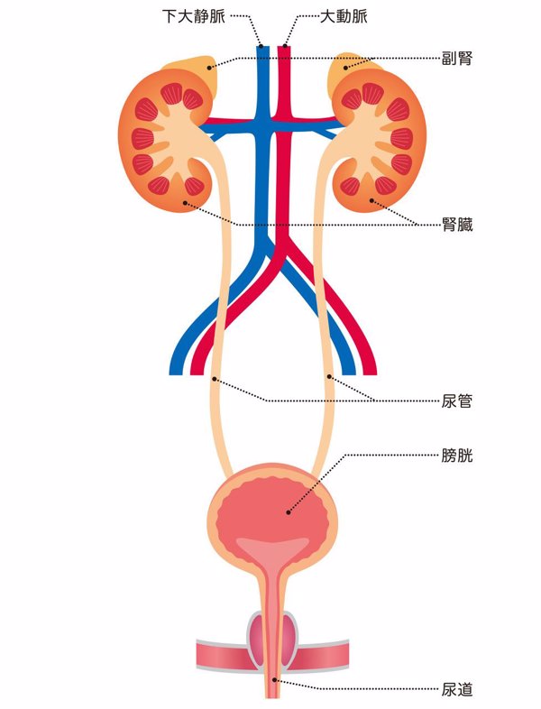 非经期小便后阴道出血