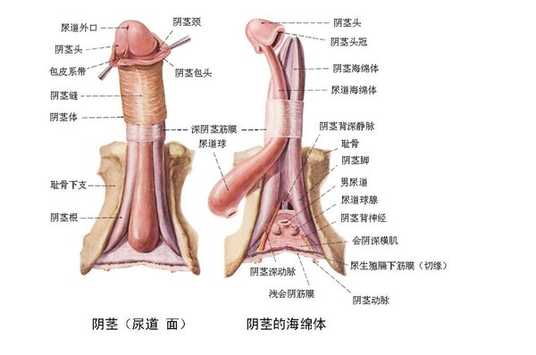 阴部肌肉受伤会造成阳痿么