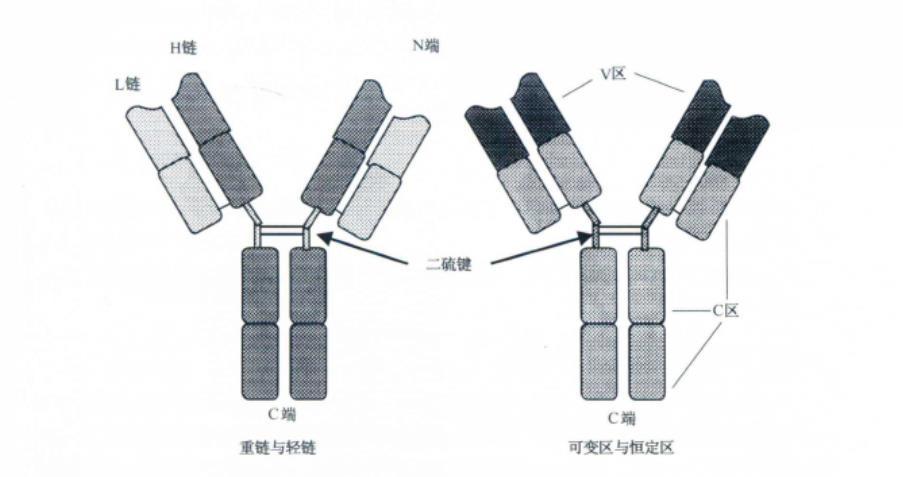 免疫球蛋白基本结构