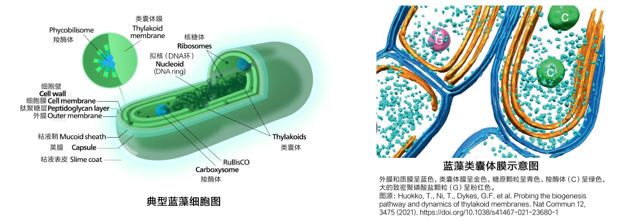 蓝藻结构示意图