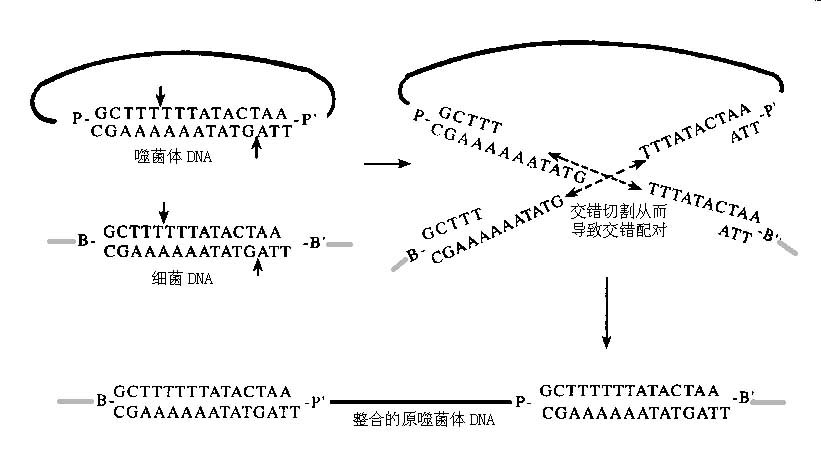 位点专一性重组