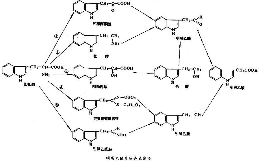 色氨酸生成生长素的路线