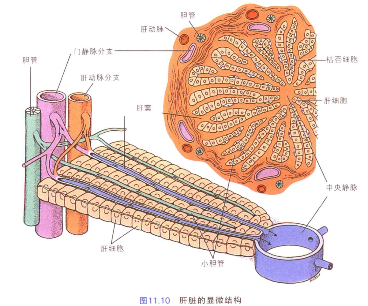 肝脏的显微结构