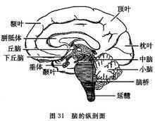 网状神经系统