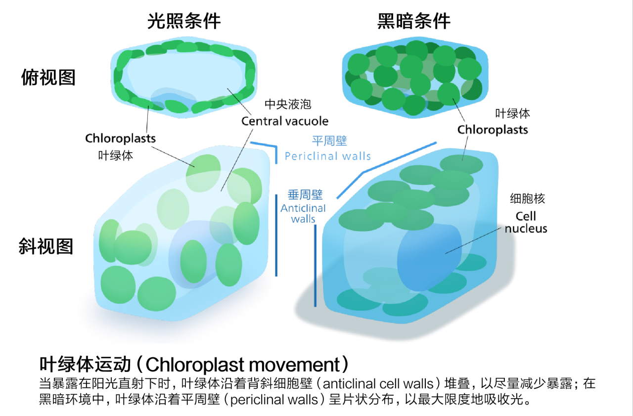 叶绿体运动（Chloroplast movement）