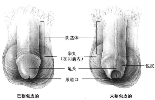 包皮示意图