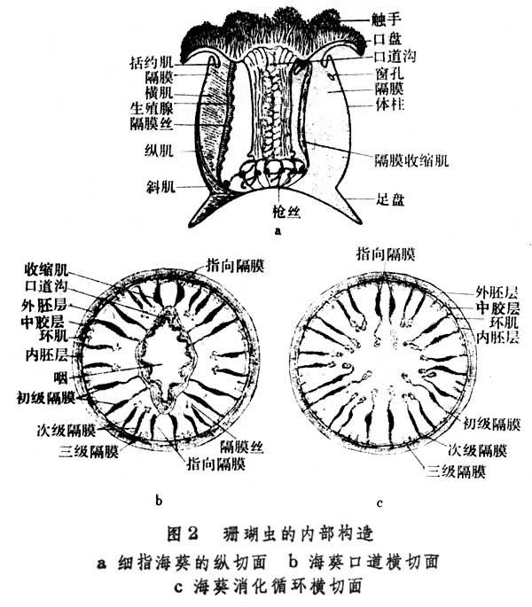 水螅身体内部结构