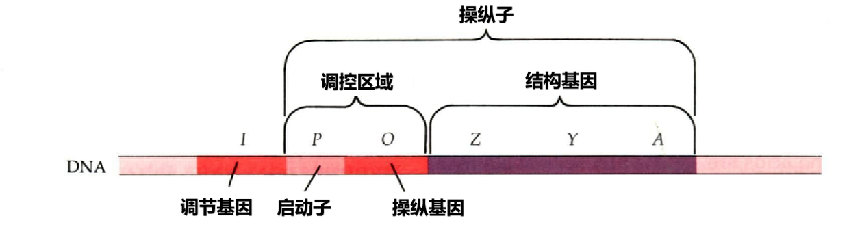 Z，Y，A基因产物由同一条多顺反子mRNA所编码，是结构基因