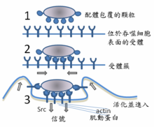 吞噬过程