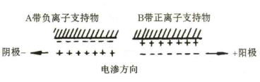 图1  电渗示意图