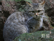 猫属