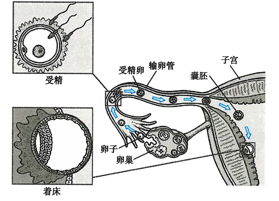 受精及受精卵发育、输送与着床