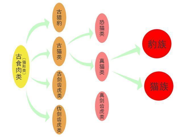 猫科动物进化史图示