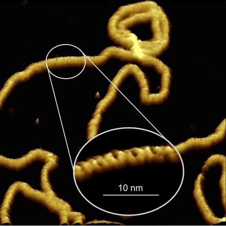 “软接触”原子力显微镜（AFM）下的DNA