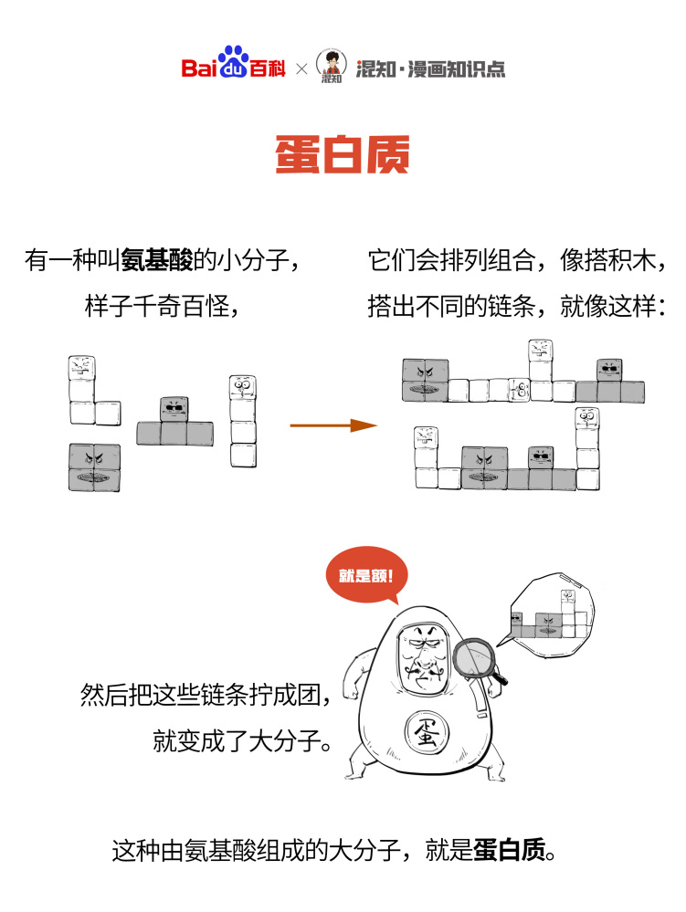 百科x混知：图解蛋白质