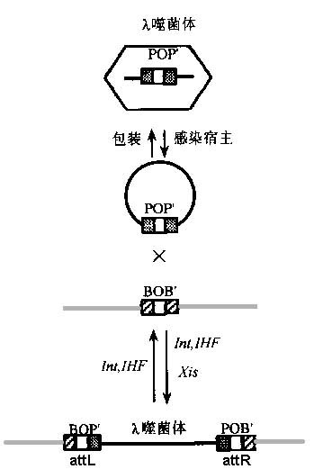 位点专一性重组