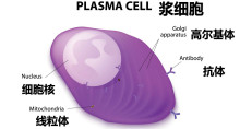 浆细胞结构
