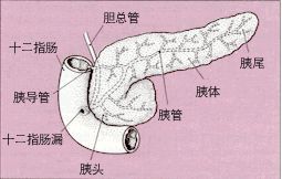 内分泌部