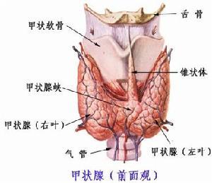 甲状腺的组织结构