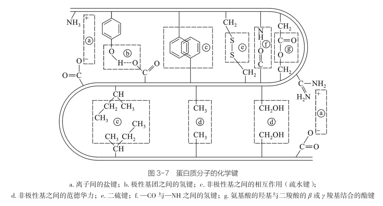 蛋白质分子的化学键