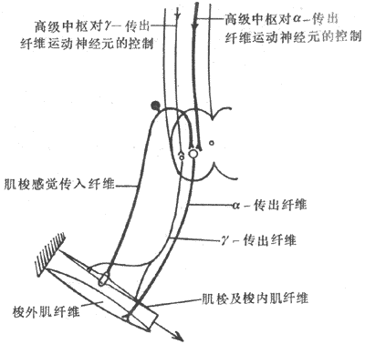 网状神经系统