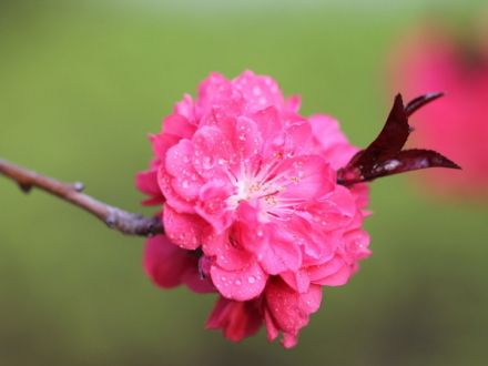 紫叶桃花