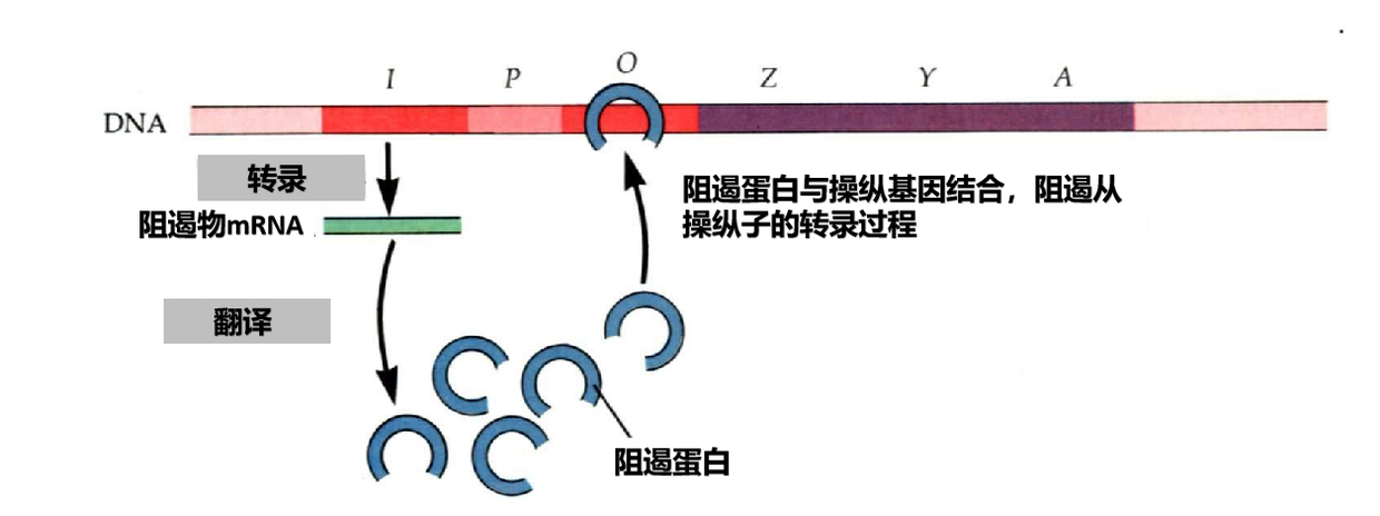 当阻遏物与操纵区O相结合时，lac mRNA的转录起始受到抑