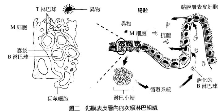 黏膜表皮层内的次级淋巴组织