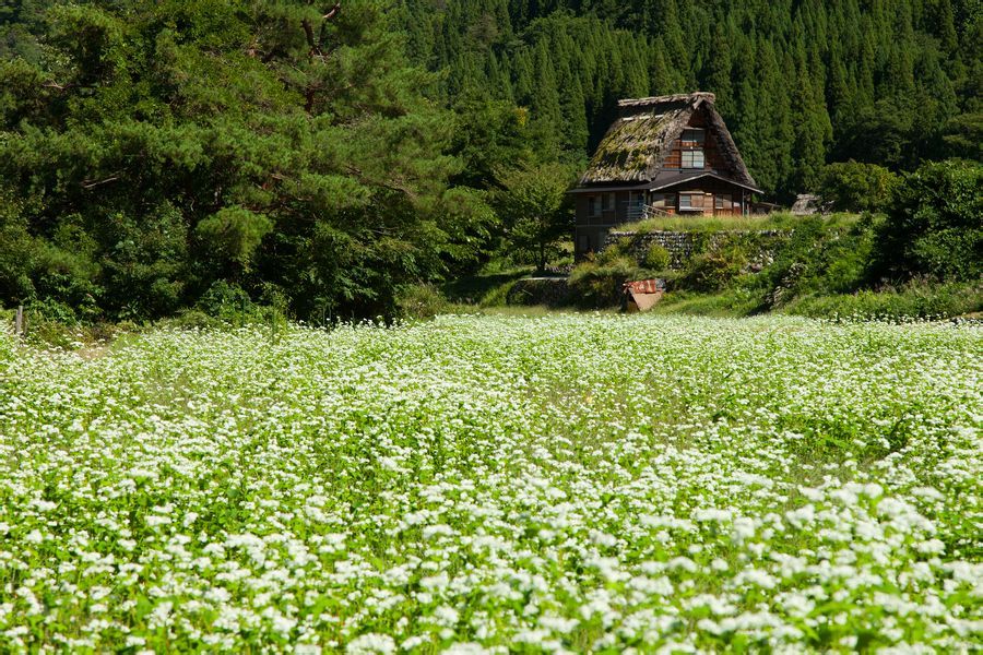 荞麦