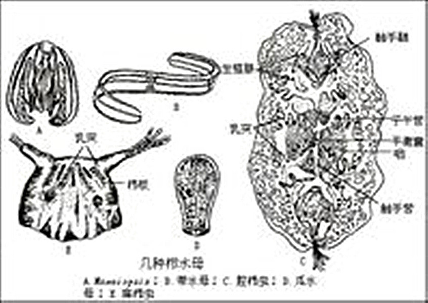 网状神经系统示意图