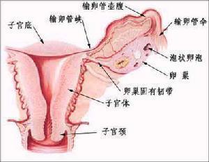 女性内生殖器