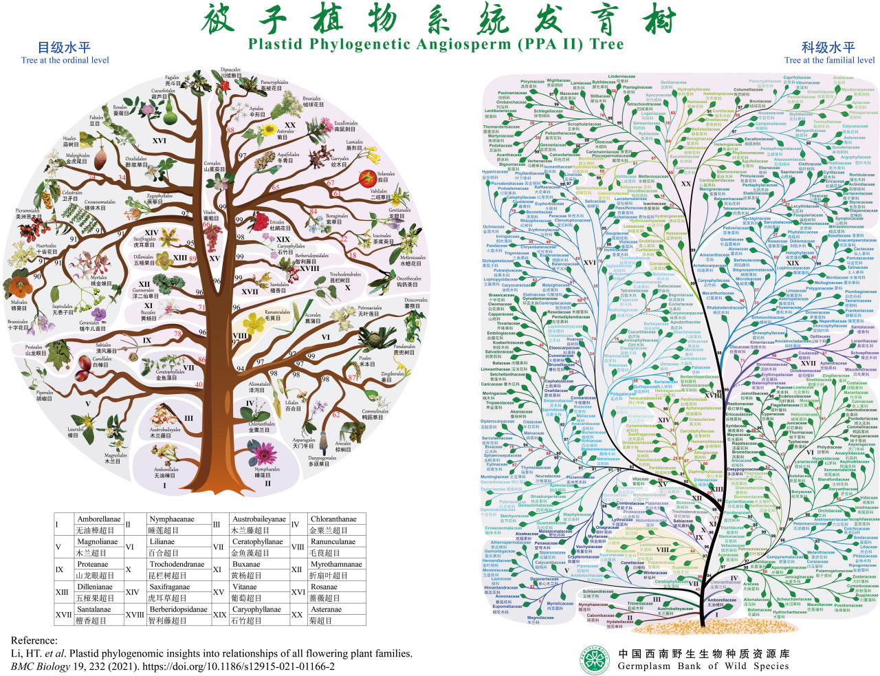 被子植物系统发育树