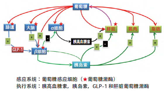 人体血糖稳态平衡调控的感应和执行系统