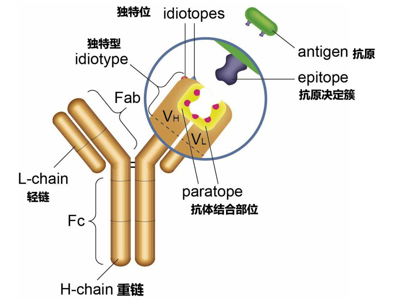 图1 抗体结构