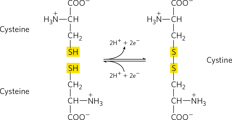 两个半胱氨酸分子的氧化可逆反应，形成二硫键。