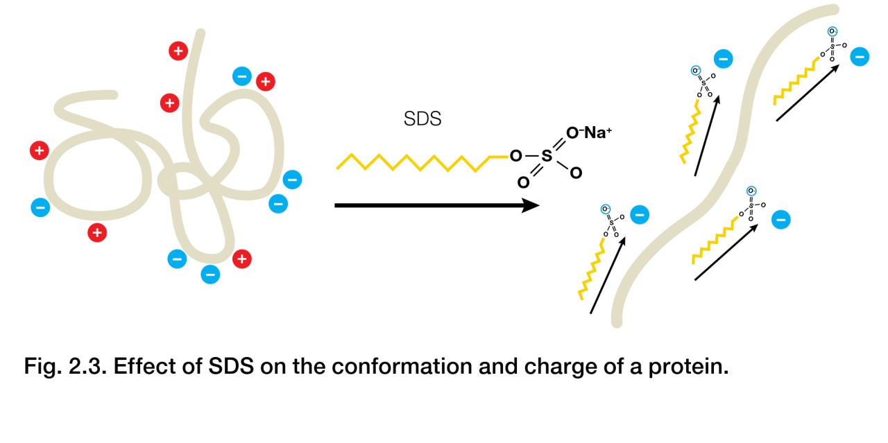 SDS对蛋白质构象和电荷的影响。图源Bio-Rad