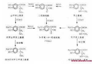 肾上腺素