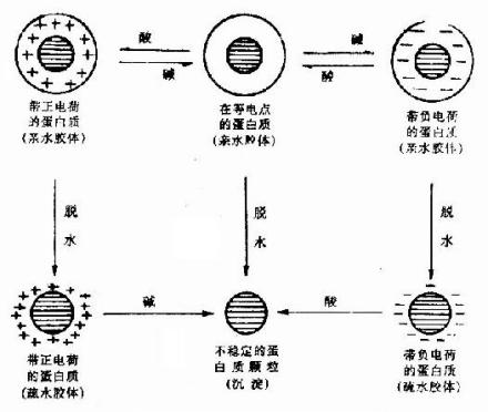 蛋白质分子凝聚从溶液中析出