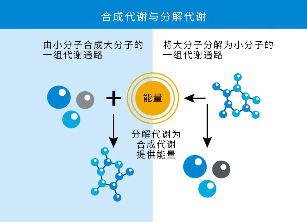 合成代谢